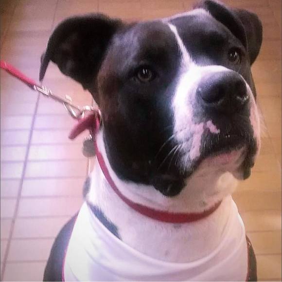 Meet your Posher, Rae - Picture 1 of 1